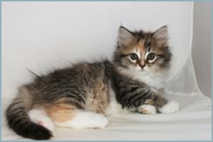 Female Siberian Kitten from Deedlebug Siberians